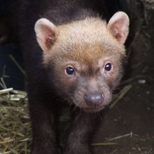 Bush Dog cub