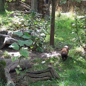 Bush Dog enclosure