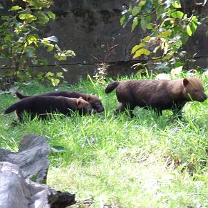 Bush Dog cubs