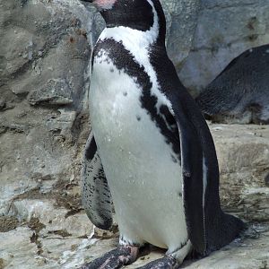 Humboldt Penguin