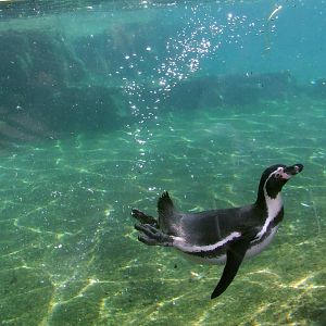 Humboldt Penguin