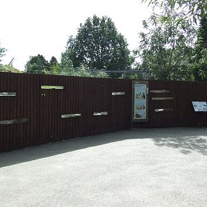 Humboldt Penguin viewing