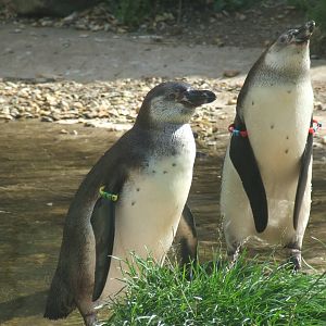 Humboldt Penguin Nursery