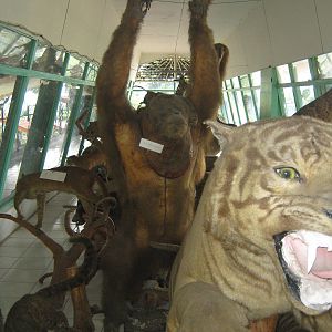 view into the zoo museum