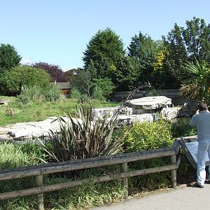 Humboldt Penguin enclosure