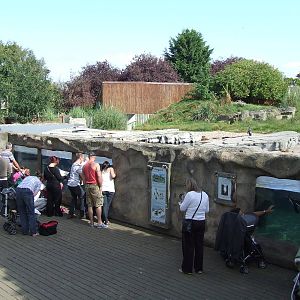 Humboldt Penguin viewing