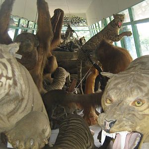 view into the zoo museum