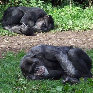 Chimpanzee