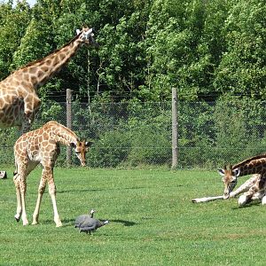 Young Giraffe following Guineafowls