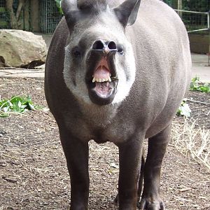 South American Tapir