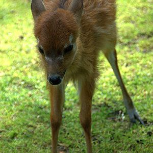 Slaski Ogrod Zoologiczny