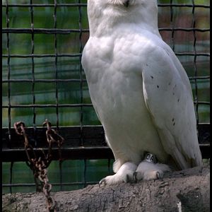 Slaski Ogrod Zoologiczny