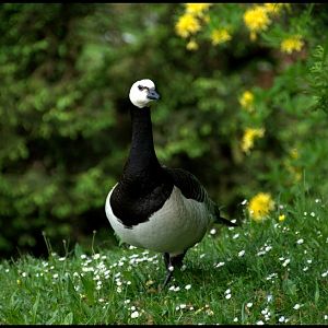 Slaski Ogrod Zoologiczny