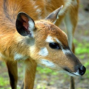 Slaski Ogrod Zoologiczny