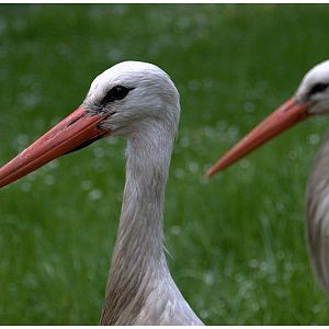 Slaski Ogrod Zoologiczny