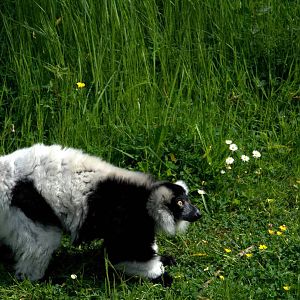 Slaski Ogrod Zoologiczny