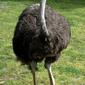 Slaski Ogrod Zoologiczny