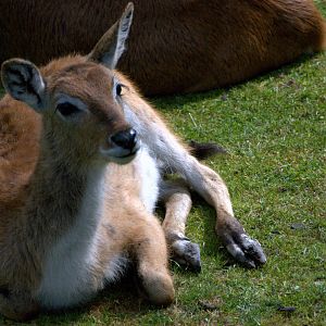 Slaski Ogrod Zoologiczny