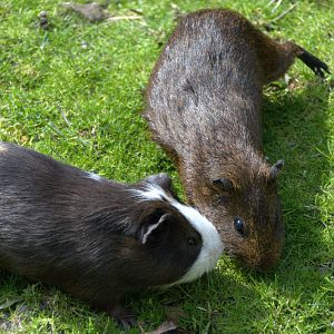 Slaski Ogrod Zoologiczny