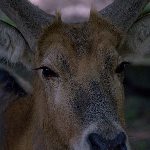 Slaski Ogrod Zoologiczny