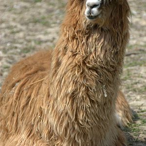 Slaski Ogrod Zoologiczny