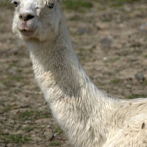 Slaski Ogrod Zoologiczny