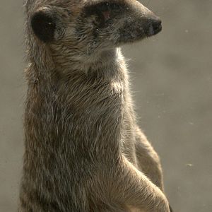 Slaski Ogrod Zoologiczny