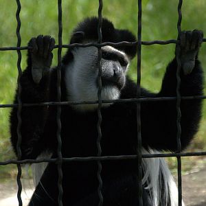 Slaski Ogrod Zoologiczny