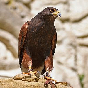 Harris Hawk