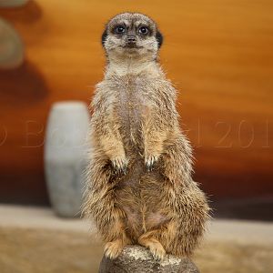 Meerkat