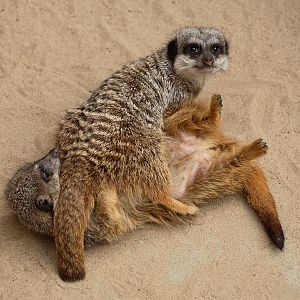 Meerkat
