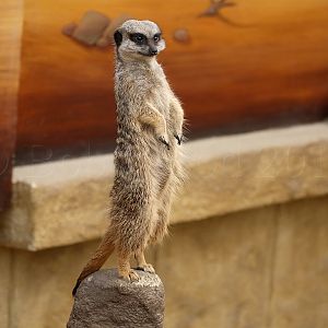 Meerkat