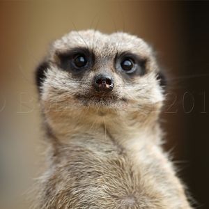 Meerkat