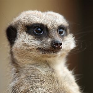 Meerkat