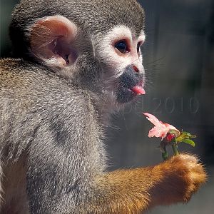 Common Squirrel Monkey