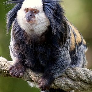 Geoffroys Marmoset