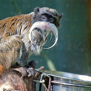 Emporer Tamarin