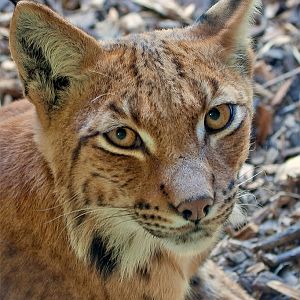 Carpathian Lynx