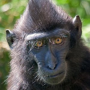 Sulawesi Crested Macaque