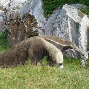 Giant anteater Eskado (New ZOO Posen)