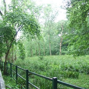 Malayan Tapir enclosure
