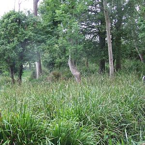 Malayan Tapir enclosure