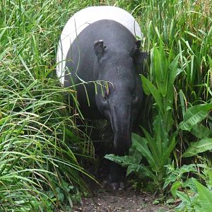 Malayan Tapir