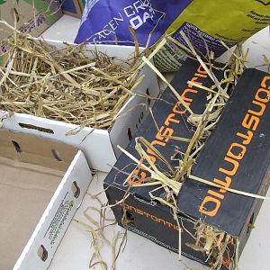 Animal Enrichment Workshop