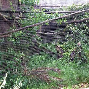 Sri Lankan Rusty-spotted Cat enclosure