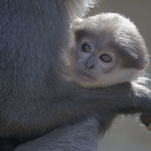Purple-faced langur infant