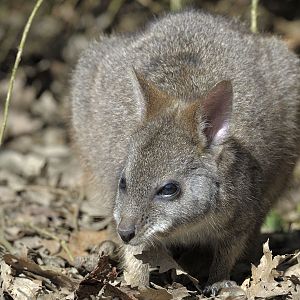 Parma wallaby