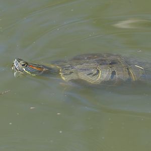 Red-eared slider