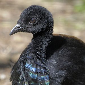 Grey-winged trumpeter