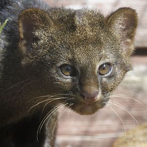 Jaguarundi cub